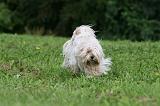 TERRIER DU TIBET 133